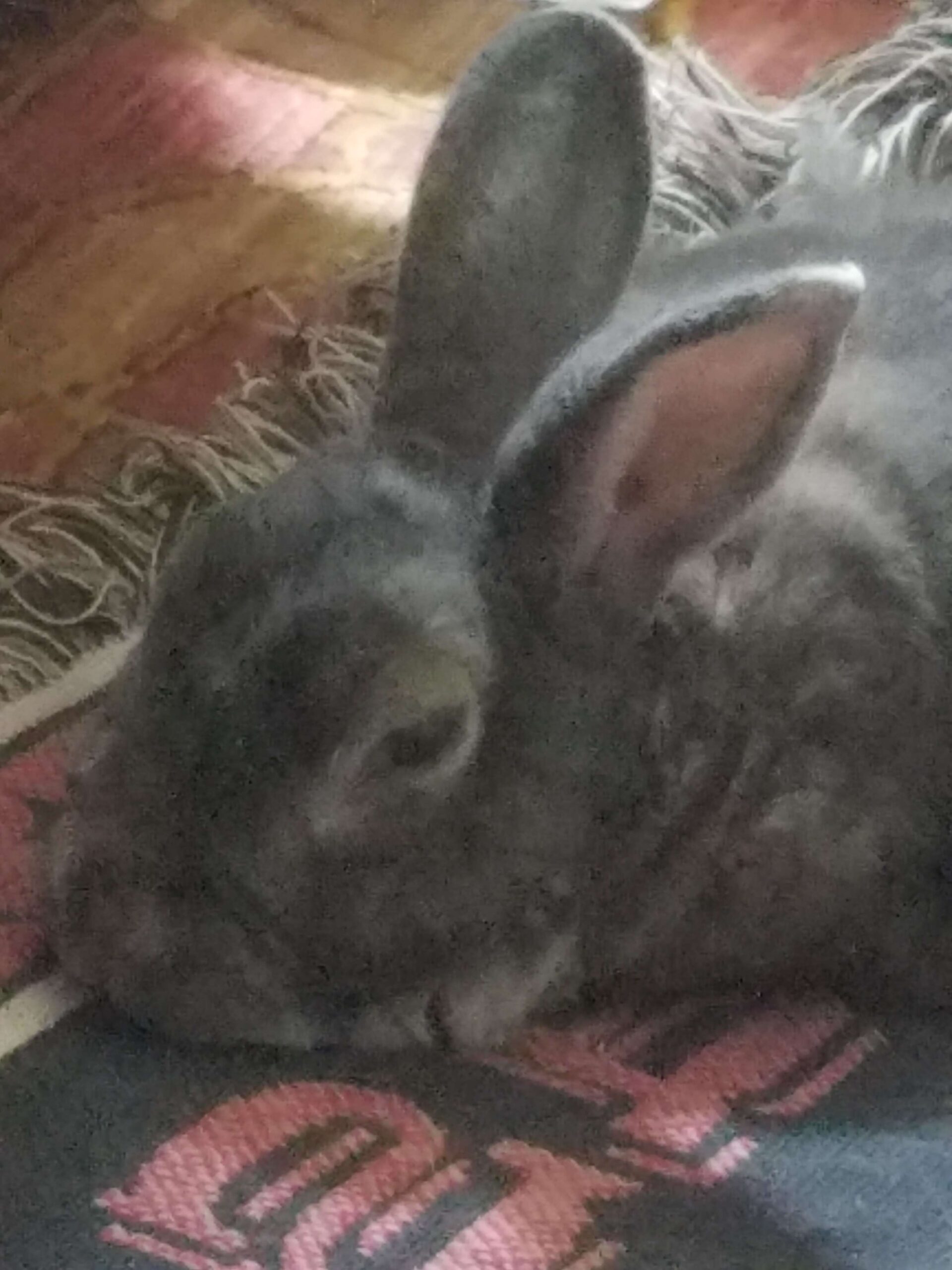 My childhood pet Rabbit